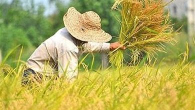 برداشت بیش از یک میلیون و 150 هزار تن شلتوک در گیلان پیشبینی شد / اخبار گیلان - اخبار استانها
