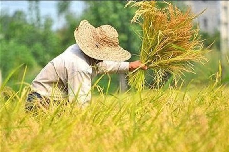برداشت بیش از یک میلیون و 150 هزار تن شلتوک در گیلان پیشبینی شد / اخبار گیلان - اخبار استانها