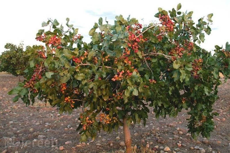 برداشت پسته از 4هزار هکتار باغهای بجستان /اشتغال فصلی 700کارگر / اخبار خراسان رضوی - اخبار استانها