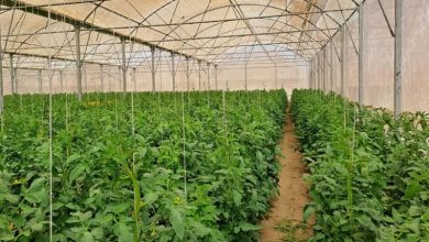 رتبه نخست آذربایجانشرقی در توسعه گلخانههای هایتک کشور / اخبار آذربایجان شرقی - اخبار استانها