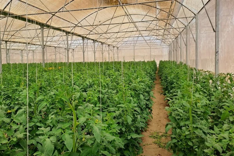 رتبه نخست آذربایجانشرقی در توسعه گلخانههای هایتک کشور / اخبار آذربایجان شرقی - اخبار استانها