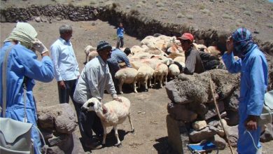 آغاز واکسیناسیون 3.5 میلیون رأس دام سبک در لرستان / اخبار لرستان - اخبار استانها