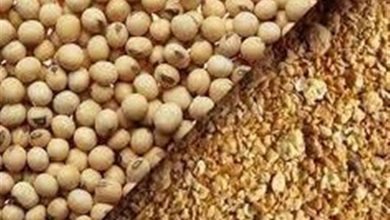 نخستین گواهی تولید محصولات صادراتی منطقه آزاد مازندران صادر شد / اخبار مازندران - اخبار استانها