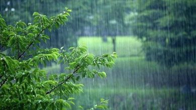 پیشبینی بارشهای پاییزی و اهمیت کشت زودهنگام گندم دیم / کشت گندم دیم , پیشبینی بارش , خشکسالی , کشاورزی پاییزه , مرکز ملی خشکسالی
