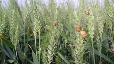 گسترش عملیات پیشآگاهی آفات در آذربایجان شرقی / اخبار آذربایجان شرقی - اخبار استانها