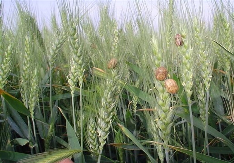 گسترش عملیات پیشآگاهی آفات در آذربایجان شرقی / اخبار آذربایجان شرقی - اخبار استانها