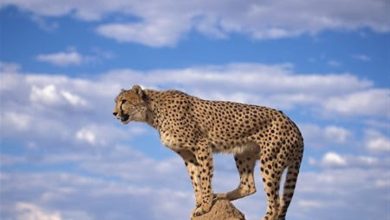 روایت 'گیور' از توران؛ جشنوارهای برای گردشگری و حفاظت از یوز ایرانی / اخبار سمنان - اخبار استانها