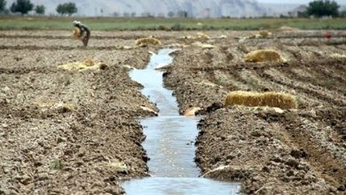 نصف خاکهای گلستان شور است؛ چرا مصرف پتاس هنوز پایین مانده؟ / اخبار گلستان - اخبار استانها