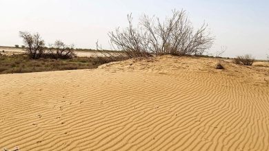 بیابانزایی درکمین مراتع کرمان؛خشکسالی و برداشت بیرویه آب 2 عامل اصلی / اخبار کرمان - اخبار استانها
