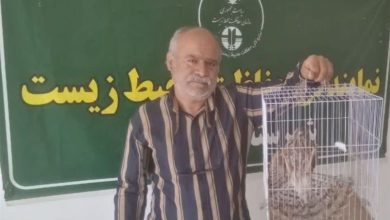 اقدام تحسینبرانگیز شهروند مه ولاتی در نجات یک بهله دلیجه / اخبار خراسان رضوی - اخبار استانها