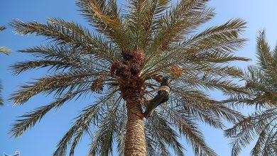 تغییر اقلیم؛ تهدیدی برای نخلستانهای زارچ و فرصتی برای توسعه خرما / اخبار یزد - اخبار استانها