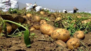 کاهش دخالت دولت در خرید محصولات کشاورزی؛ تمرکز بر خریدهای توافقی / خرید توافقی , سیب زمینی , تعاون روستایی , تنظیم بازار , محصولات کشاورزی