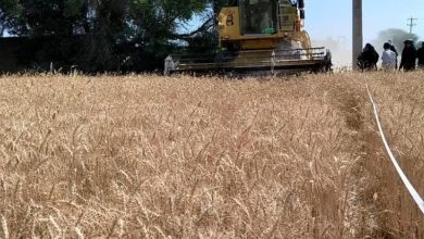 نرخ 85 هزار تومانی گندم در انتظار تصمیمگیری در شورای قیمتگذاری / اخبار گلستان - اخبار استانها