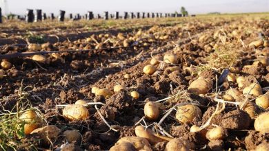 برای مهار گرانی سقف قیمت سیبزمینی در همدان 75هزار تومان شد / اخبار همدان - اخبار استانها