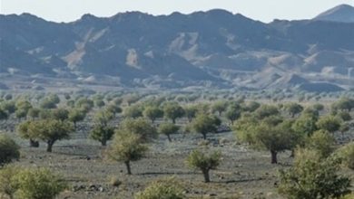 خراسان جنوبی؛ گنجینه پنهان گردشگری در دل کویر و طبیعت بکر / اخبار خراسان جنوبی - اخبار استانها