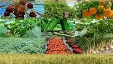 اختصاص 4 هزار میلیارد ریال تسهیلات به تعاونیهای مازندران / اخبار مازندران - اخبار استانها