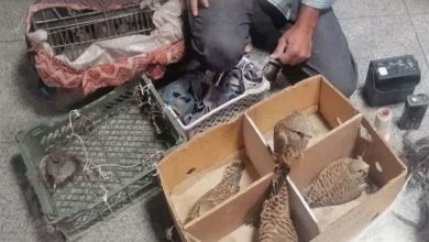 دستگیری صیاد حرفه ای پرندگان شکاری کمیاب در مشهد / اخبار خراسان رضوی - اخبار استانها