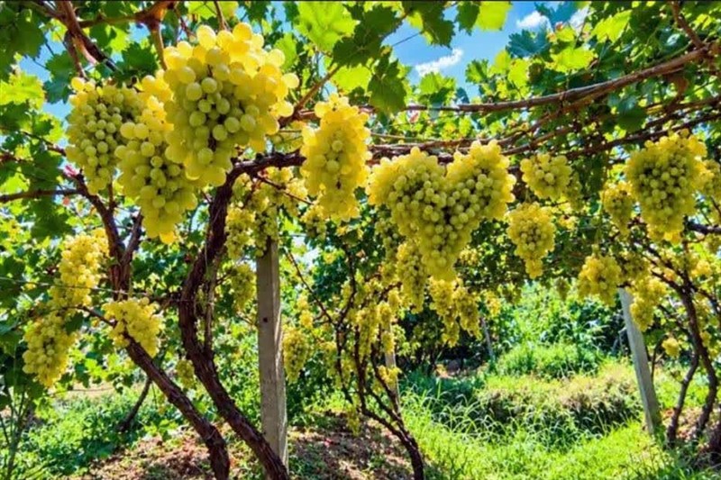 پیشبینی برداشت 800 تن انگور از باغات کاشان/اختصاص 200 هکتار به انگور / اخبار کاشان - اخبار استانها