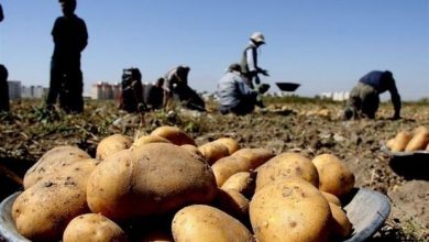 پیشبینی تعادل قیمت سیبزمینی با افزایش عرضه از آبان ماه / سیب زمینی , قیمت گذاری , عرضه و تقاضا , کشاورزی , ذخیره سازی