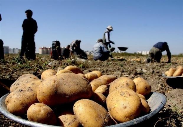 پیشبینی تعادل قیمت سیبزمینی با افزایش عرضه از آبان ماه / سیب زمینی , قیمت گذاری , عرضه و تقاضا , کشاورزی , ذخیره سازی