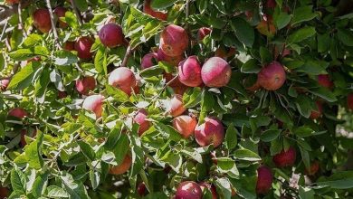 آغاز خرید توافقی سیب صنعتی در آذربایجان غربی / اخبار آذربایجان غربی - اخبار استانها