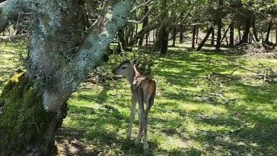 بانگ عاشقانه مرالها در جنگلهای هیرکانی/ روایت گاوبانگی در گلستان / اخبار گلستان - اخبار استانها