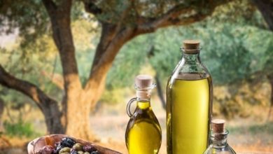 سقوط صنعت زیتون در زنجان/ نابودی زنجیره از صنایع تبدیلی تا باغدار / اخبار زنجان - اخبار استانها