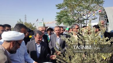 برداشت زیتون از باغ 25 هکتاری قیامدشت آغاز شد / اخبار استان تهران - اخبار استانها