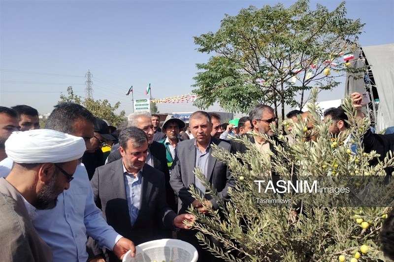 برداشت زیتون از باغ 25 هکتاری قیامدشت آغاز شد / اخبار استان تهران - اخبار استانها