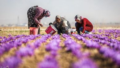 ایران سالانه چه میزان زعفران تولید میکند؟ / اخبار خراسان شمالی - اخبار استانها