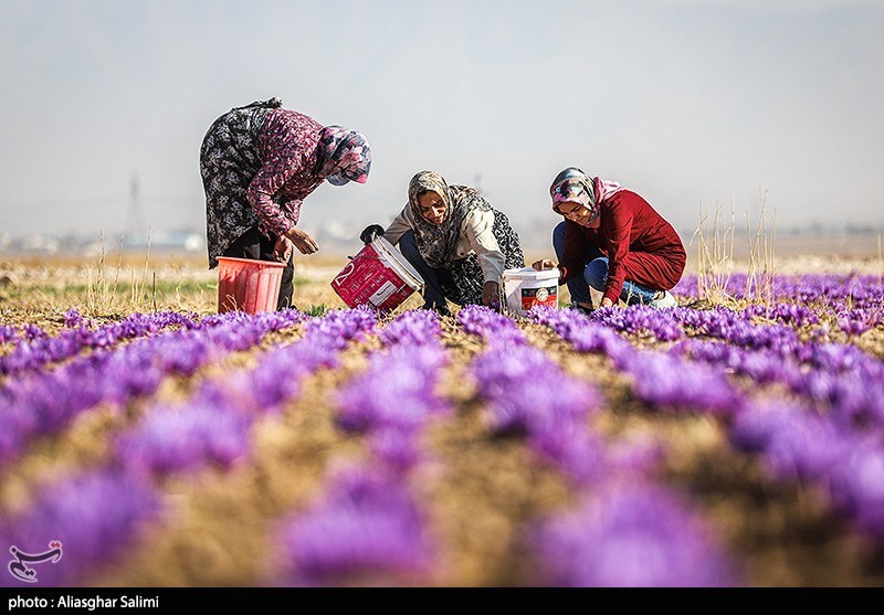 ایران سالانه چه میزان زعفران تولید میکند؟ / اخبار خراسان شمالی - اخبار استانها