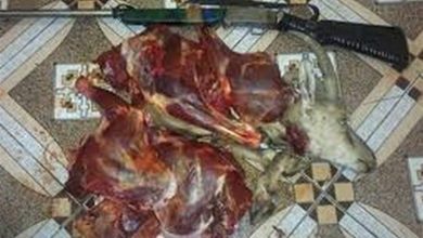 کشف گوشت کل وحشی و سلاح بدون مجوز از منزلی در باشت / اخبار کهگیلویه و بویراحمد - اخبار استانها
