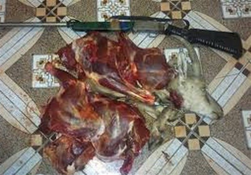 کشف گوشت کل وحشی و سلاح بدون مجوز از منزلی در باشت / اخبار کهگیلویه و بویراحمد - اخبار استانها