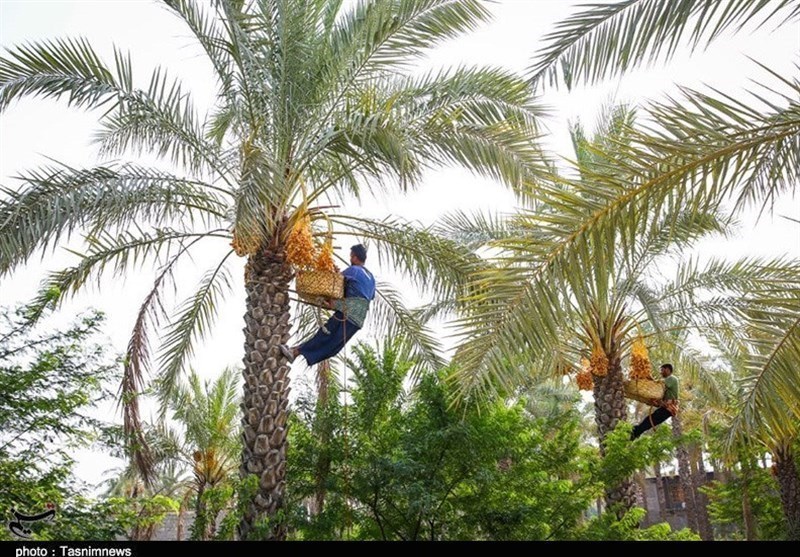 وزیر جهاد کشاورزی: توسعه زیرساختهای کشاورزی خوزستان در اولویت است / اخبار خوزستان - اخبار استانها