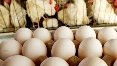 کاهش تولید روزانه 100 تن تخممرغ در خراسان رضوی / اخبار خراسان رضوی - اخبار استانها