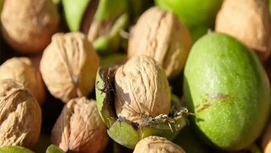 آذربایجان شرقی در مسیر جهش تولید گردو؛ اجرای طرح تعویض تاج در باغات / اخبار آذربایجان شرقی - اخبار استانها