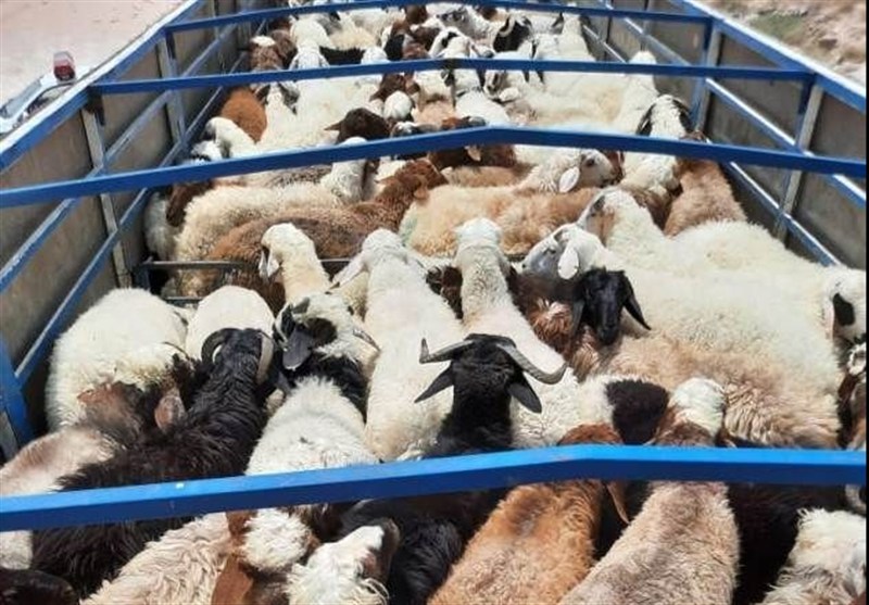 کشف دامهای مسروقه و محمولههای قاچاق در لرستان / اخبار لرستان - اخبار استانها