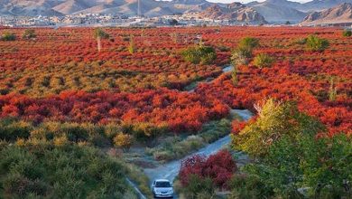 «افین» در مسیر ثبت جهانی؛ زرشک، میراث و مردم موتور توسعه روستا میشوند / اخبار خراسان جنوبی - اخبار استانها