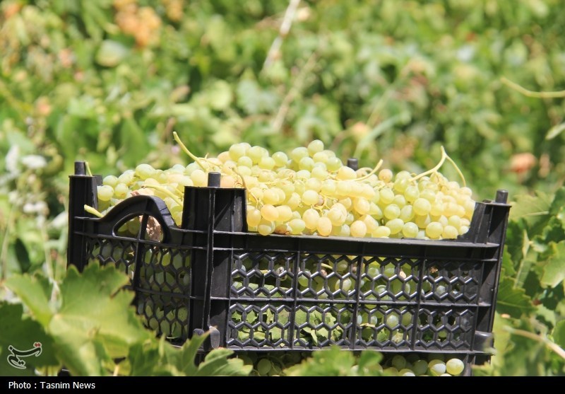 آغاز برداشت خوشههای زرین در شهر جهانی انگور / اخبار همدان - اخبار استانها