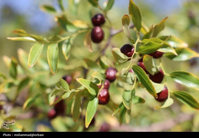 «یاقوت سرخ» خراسان جنوبی در مسیر بازار؛ خرید 60 تن عناب / اخبار خراسان جنوبی - اخبار استانها