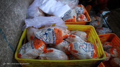 جزئیات خرید حمایتی گوشت مرغ؛ ۴۰ هزار تن در مرحله اول و ۳۰ هزار تن در برنامه دوم / خرید حمایتی , گوشت مرغ , پشتیبانی امور دام , مرغداران , مدیریت بازار