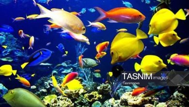 تولید 4.5 میلیون قطعه ماهی زینتی در قم / اخبار قم - اخبار استانها