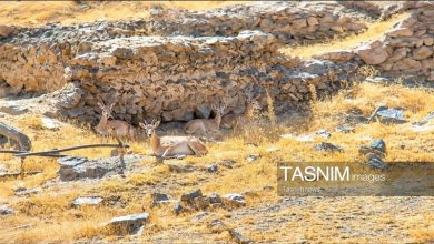ثبت تصویر «میش ارمنی» در پناهگاه حیاتوحش انگوران / اخبار زنجان - اخبار استانها