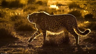 200 یوز آسیایی در دو دهه گذشته متولد و تلف شدند / اخبار خراسان رضوی - اخبار استانها