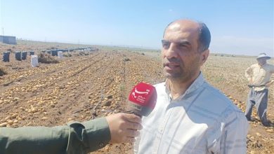 ذخیره 80 هزار تن سیبزمینی در اردبیل برای فصل زمستان / اخبار اردبیل - اخبار استانها