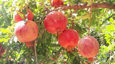 شناسایی 34 رقم انار در سیستان و بلوچستان / اخبار سیستان و بلوچستان - اخبار استانها