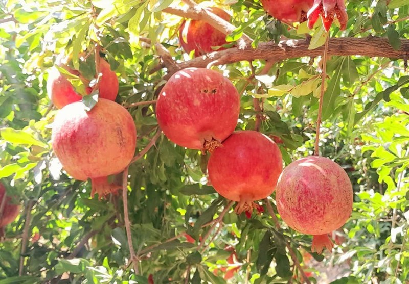 شناسایی 34 رقم انار در سیستان و بلوچستان / اخبار سیستان و بلوچستان - اخبار استانها