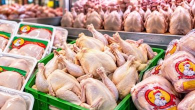 زیان ۹۰ هزار تومانی مرغداران در ازای فروش هر کیلو مرغ؛ درخواست خرید حمایتی و تسهیل صادرات / مرغداران , مازاد تولید , زیان مرغداری , خرید حمایتی , صادرات مرغ