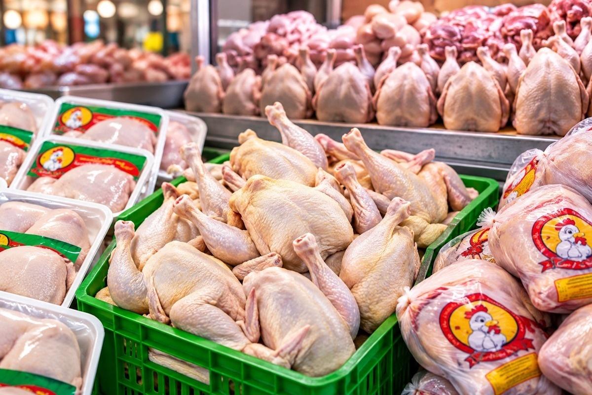 زیان ۹۰ هزار تومانی مرغداران در ازای فروش هر کیلو مرغ؛ درخواست خرید حمایتی و تسهیل صادرات / مرغداران , مازاد تولید , زیان مرغداری , خرید حمایتی , صادرات مرغ