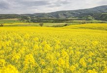 برداشت بیش از ۲۳۰ هزار تن کلزا در سال زراعی ۱۴۰۵-۱۴۰۴؛ تسریع در پرداخت مطالبات کشاورزان / کلزا , دانه روغنی , وزارت جهاد کشاورزی , کشاورزی , تولید محصول